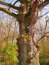 Natural landmark near Lich (Landkreis GieÃÅ¸en, Hesse, Germany)